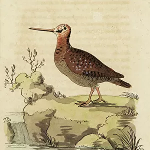 Sandpipers Collection: Eurasian Woodcock