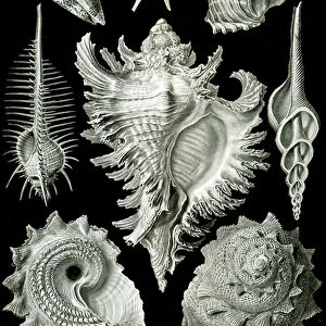 Mollusks Collection: Prosobranchs