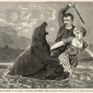 An exciting encounter with sea-lions while bathing on the coast near San Francisco (engraving)