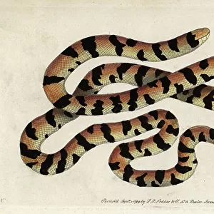 Pipe Snake Collection: Related Images