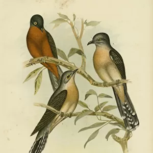 Cuckoos Collection: Chestnut Breasted Cuckoo