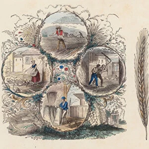 Farming of wheat and rye (coloured engraving)