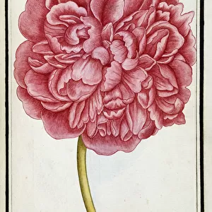 Female Peony, c. 1700 (watercolour drawing, framed in black)