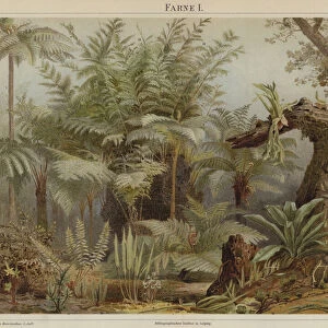 Ferns (colour litho)