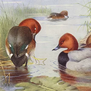 Ducks Collection: Common Pochard