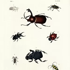 Beetle Collection: Hister Beetles