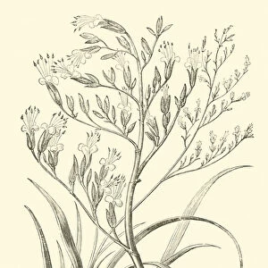 The "Flax Plant"of New Zealand (engraving)