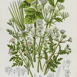 The Flowering Plants of Great Britain, c. 1880 (litho)
