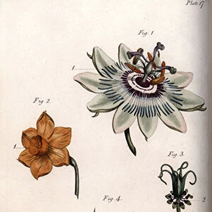 Flowers of passion fruit or passion flowers, narcissus and nigella. Coloured copper engraving, illustration by Sydenham Edwards (1768-1819) for Conferences of Botanical, Botanical Garden of Lambeth (England), 1805, by William Curtis (1746-1799)