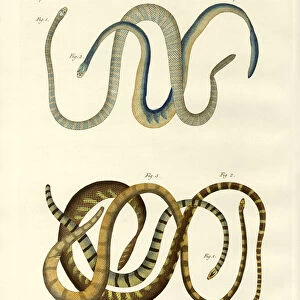 Foreign kinds of blindworms (coloured engraving)