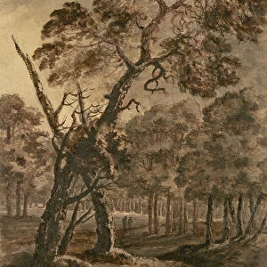 Forest Scene, A Giant Scots Fir and Forest Glade, 1771 (pen & ink and wash on paper)
