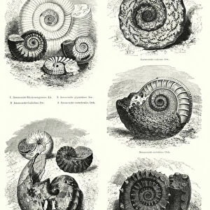Fossils of ammonites and nautilus (litho)