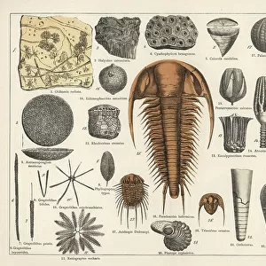 Molossidae Collection: Milleri