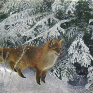 Fox in Winter, 1904 (oil on canvas)