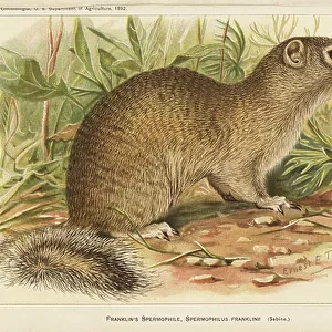 Sciuridae Collection: Franklins Ground Squirrel
