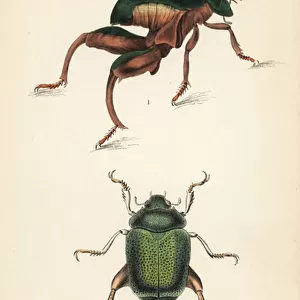 Frog-legged beetle or kangaroo beetle, Sagra papuana 1, and shining leaf chafer beetle, Chrysophora chrysochlora 2