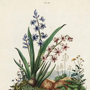 Garden hyacinth and paradoxical frog. 1824-1829 (engraving)