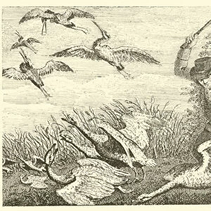 The geese and the cranes (engraving)