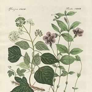 German evergreen plant (coloured engraving)