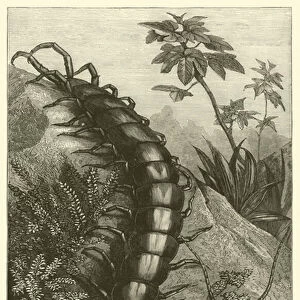 The Giant Centipede (Scolopendra gigantea) of India, Natural size (engraving)