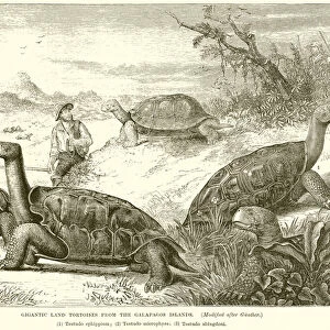 Gigantic Land Tortoises from the Galapagos Islands (engraving)
