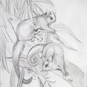 Gliding Possums (pencil)