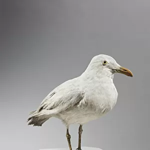 Laridae Collection: Glaucous Gull