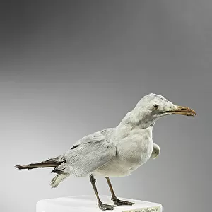 Charadriiformes Collection: Audouins Gull