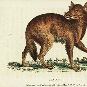 Dogs (Wild) Collection: Golden Jackal