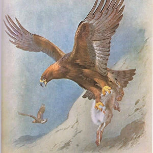 Golden Eagle and Mountain Hare, pub. by Book Club Associates, 1972 (colour litho)