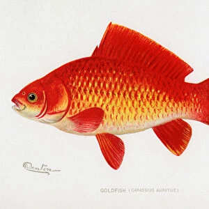 Goldfish (Carassius Auratus), 1921 (lithograph)