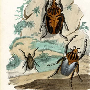 Goliath Beetles, 1863-79 (colour litho)