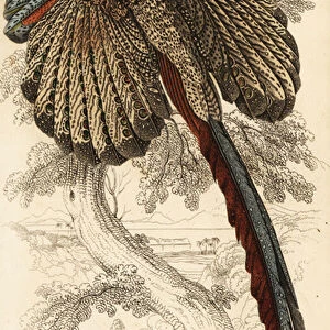 The great argus, Argusianus argus (Argus pheasant or gigantic argus, Argus giganteus)