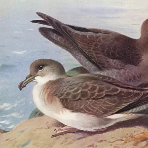 Shearwaters Collection: Sooty Shearwater