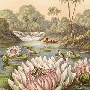 The great water lily, Victoria Regia