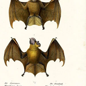 Hipposideridae Collection: Diadem Leaf-nosed Bat
