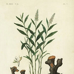 Greater galangal or Thai galangal, Alpinia galanga, Galanga