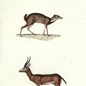 Bovidae Collection: Arabian Gazelle