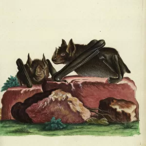 Greater Spear-nosed Bat
