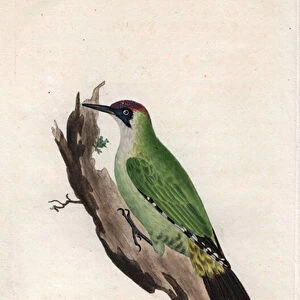 Green woodpecker. Picus viridis. Copper engraving by Edward Donovan (1768-1837), published in Histoire naturelle des oiseaux britanniques, London, 1794-1819