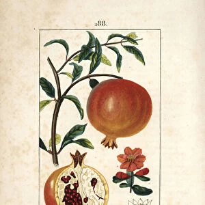 Grenadier - Pomegranate tree, Punica granatum, with leaf, flower, fruit and section through fruit showing seeds. Handcoloured stipple copperplate engraving by Lambert Junior from a drawing by Pierre Jean-Francois Turpin from Chaumeton