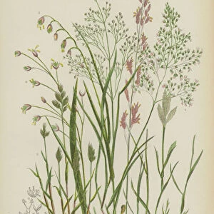 Grey Hair Grass, Silvery Hair Grass, Early Hair Grass, Purple Molinea, Mountain Melic Grass, Wood Melic Grass (colour litho)