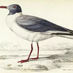 Charadriiformes Collection: Grey Headed Gull
