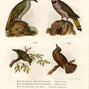 Piciformes Collection: Piculets