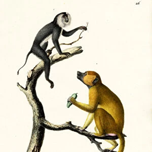 Grey Langur, 1824 (colour litho)