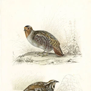 Grey partridge and common quail. 1839 (engraving)