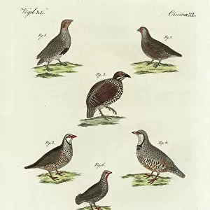 Phasianidae Collection: Chinese Francolin