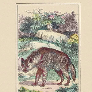 H: Hyene, 1850 1860 (engraving)