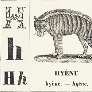 H for Hyene, 1850 (engraving)