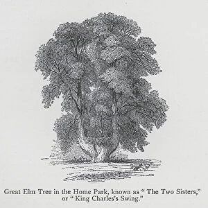 Hampton Court Palace: Great Elm Tree in the Home Park, known as "The Two Sisters, "or "King Charless Swing"(engraving)